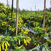 50 GOLDEN CAYENNE PEPPER Hot Yellow Capsicum Annuum Vegetable Seeds