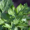 1000 HAMBURG ROOTED PARSLEY Petroselinum Crispum Tuberosum Root Vegetable Seeds