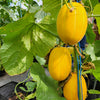 50 EARLY SILVER LINE MELON Cucumis Melo Yellow Striped Skin White Flesh Korean Fruit Seeds