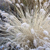 30 WHITE FOUNTAIN GRASS Pennisetum Villosum Ornamental Flower Seeds