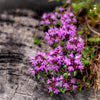 Mother of Thyme Seeds –