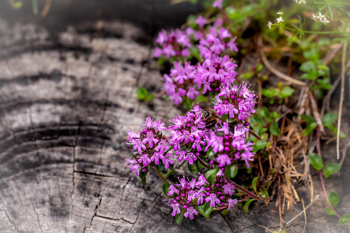 Mother of Thyme Seeds –