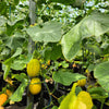 50 EARLY SILVER LINE MELON Cucumis Melo Yellow Striped Skin White Flesh Korean Fruit Seeds