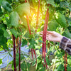 25 RED NOODLE BEAN Yard Long Asparagus Bean Chinese Phaseolus Vulgaris Legume Vegetable Seeds
