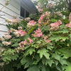 40 White OAK LEAF HYDRANGEA Quercifolia Shrub Flower Seeds