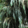 30 Kashmir WEEPING CYPRESS TREE Cupressus Cashmeriana Blue Evergreen Seeds