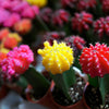50 CACTUS MIX 'Finest Mixed' Succulent Flower Plant Seeds