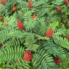 75 SMOOTH SUMAC TREE Red Berries Rhus Glabra Borealis Seeds