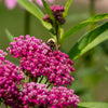 Cinderella Milkweed Seeds – Asclepias Incarnata Flower – photo 4