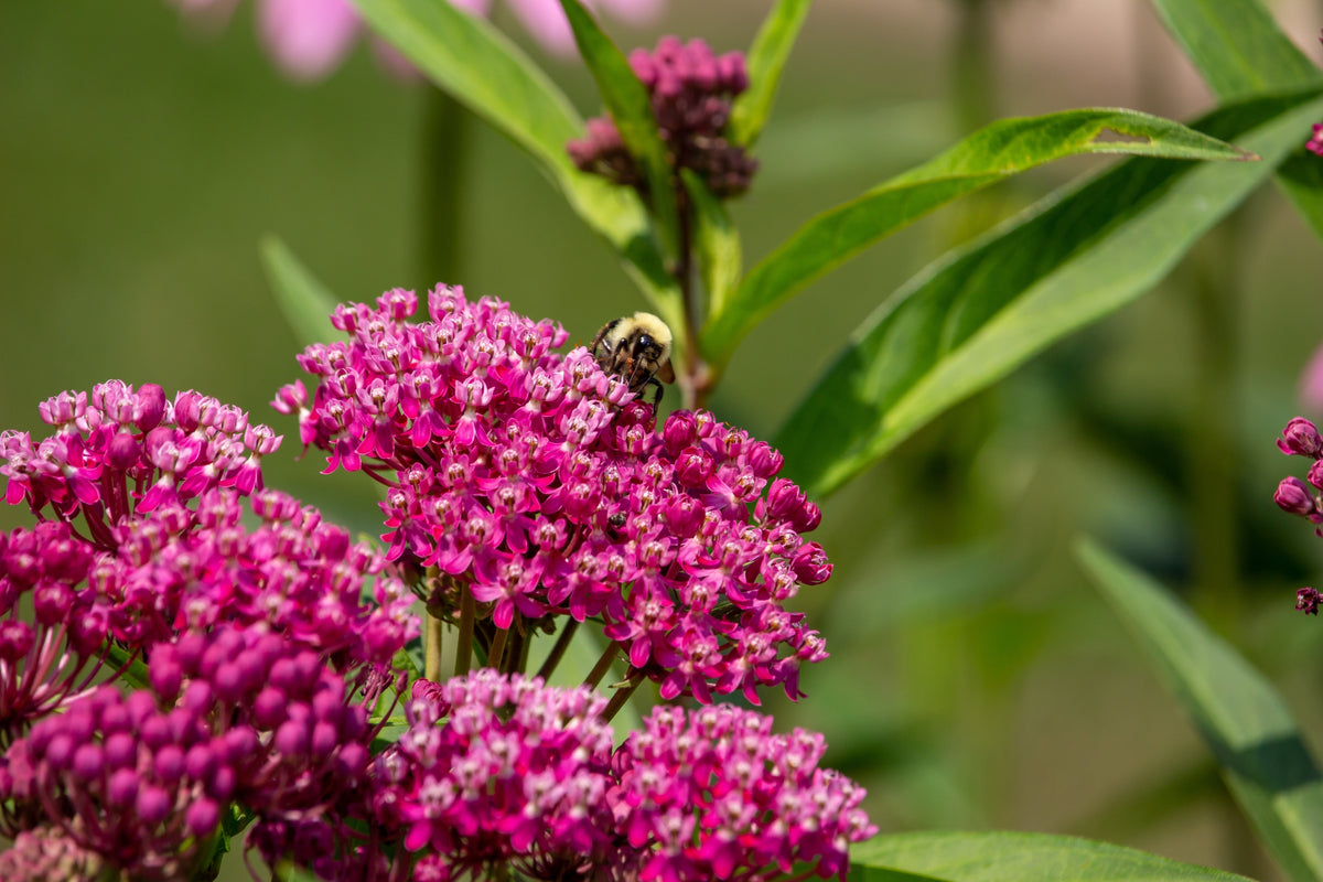 Cinderella Milkweed Seeds – Asclepias Incarnata Flower – photo 4