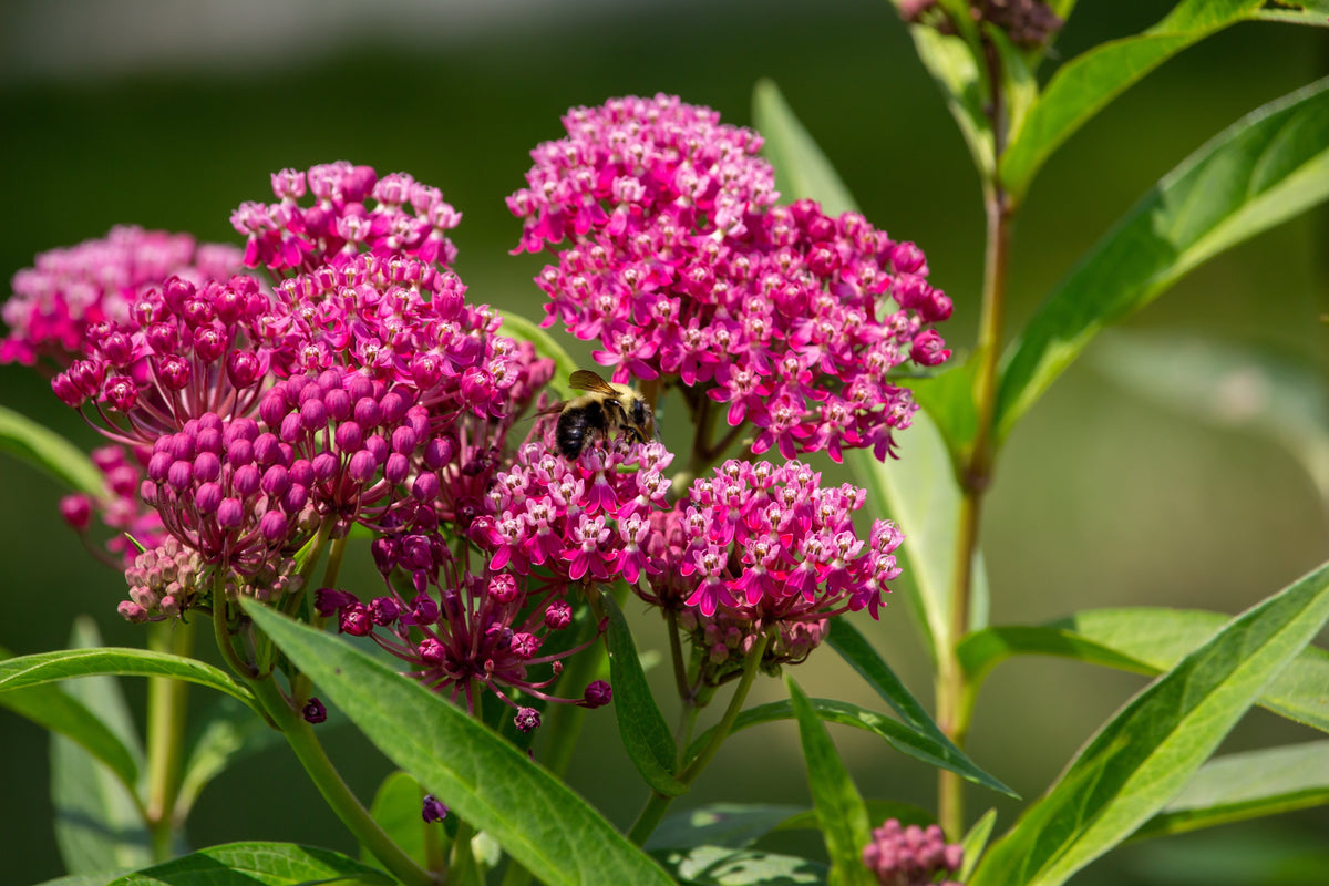 Cinderella Milkweed Seeds – Asclepias Incarnata Flower