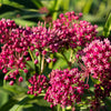 Cinderella Milkweed Seeds – Asclepias Incarnata Flower – photo 2