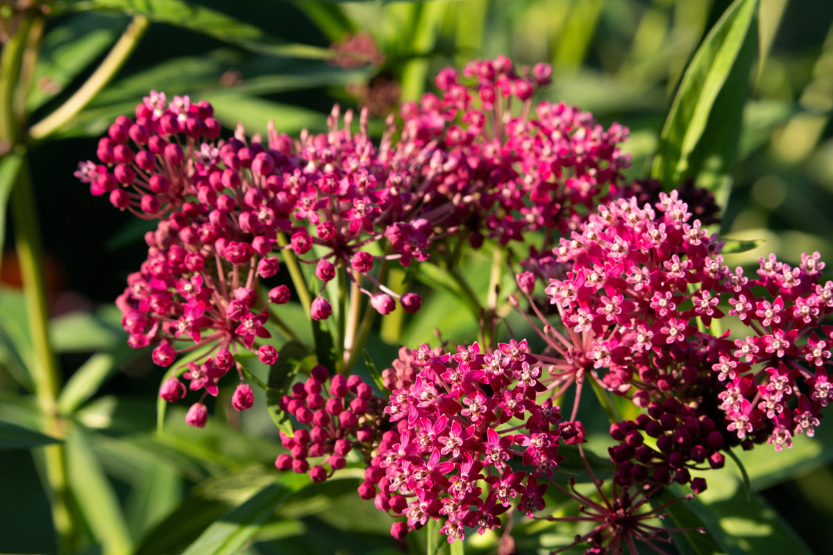 Cinderella Milkweed Seeds – Asclepias Incarnata Flower – photo 2