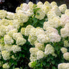 50 PEE GEE HYDRANGEA Paniculata Peegee Panicle White Pink Flower Shrub Seeds