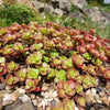 50 PURPLE CARPET SEDUM Spurium Coccineum Groundcover Flower Seeds