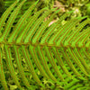 1500 Western SWORD FERN Giant Holly Swordfern Polystichum Munitum Aspidium Solitarium Spores Seeds