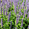 100 ORGANIC Superior LICORICE MINT Agastache Rugosa Korean Tea Herb Purple Flower Seeds