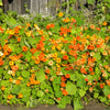 50 Mixed Colors DWARF JEWEL NASTURTIUM Tropaeolum Minus Flower Seeds