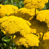 250 GOLD Golden Yellow YARROW Achillea Filipendulina Flower Seeds