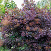 30 PURPLE SMOKE TREE Shrub Smokebush Cotinus Coggygria Rhus Cotinus Sumach Seeds
