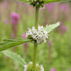 20 WATER HOREHOUND Lycopus Americanus American Bugleweed Herb Flower Seeds