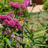 Cinderella Milkweed Seeds – Asclepias Incarnata Flower – photo 9