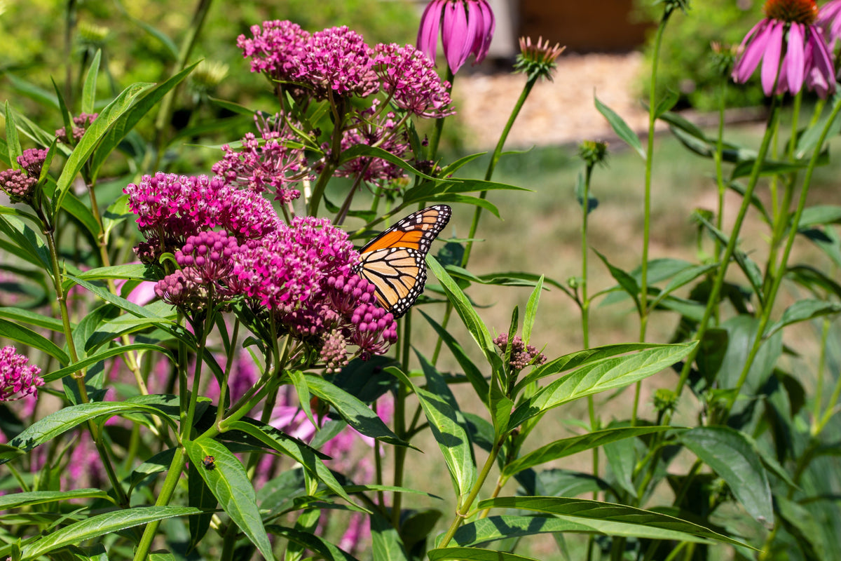 Cinderella Milkweed Seeds – Asclepias Incarnata Flower – photo 9