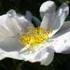 White Japanese Rose Seeds – Rosa Rugosa Alba Bush Rugosa Rose Flower – photo 10