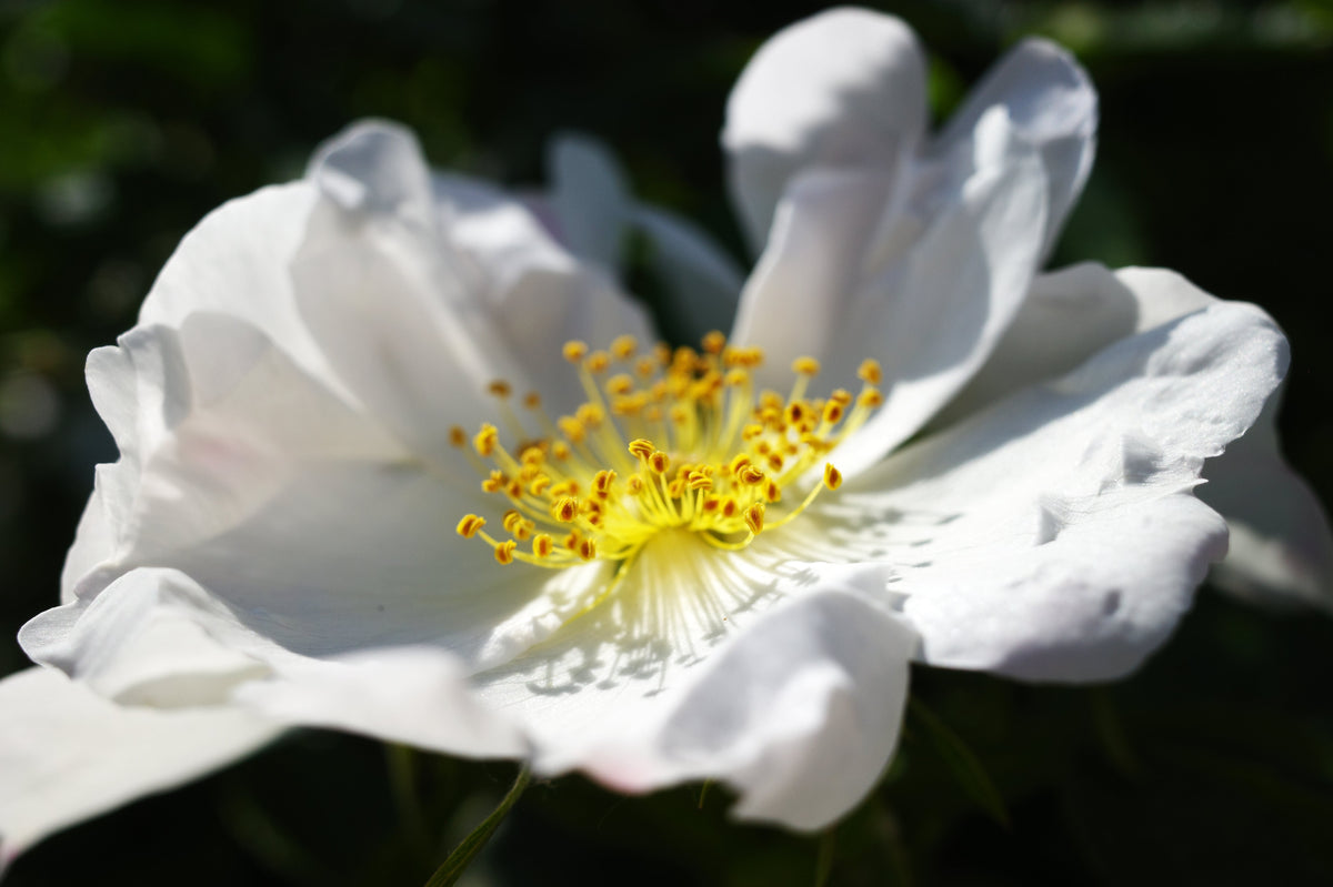 White Japanese Rose Seeds – Rosa Rugosa Alba Bush Rugosa Rose Flower – photo 10