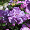 1000 BULK Mixed Colors ROSE Of SHARON HIBISCUS Syriacus Flower Tree Shrub Seeds