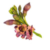 20 INDIAN TRUMPET Flower TREE (Midnight Horror / Broken Bones Plant / Tree of Damocles) Oroxylum Indicum Seeds