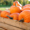 Jack O Lantern Pumpkin Cucurbita Maxima Vegetable Seeds – photo 5