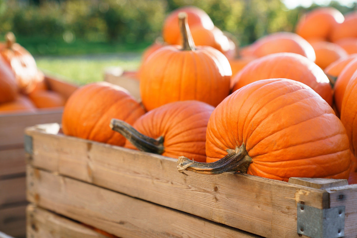 Jack O Lantern Pumpkin Cucurbita Maxima Vegetable Seeds – photo 5