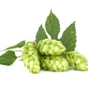 25 COMMON HOPS European Humulus Lupulus Vine Seeds Beer Making Ingredient Seeds