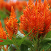 150 Mixed PAMPAS PLUMES COCKSCOMB Celosia Plumosa Flower Seeds