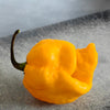 10 Yellow CAROLINA REAPER PEPPER World's Hottest Capsicum Chinense Hot Chili Vegetable Seeds