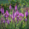 500 Purple BLAZING STAR Gayfeather LIATRIS Spicata Flower Seeds
