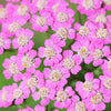 250 PINK Cerise QUEEN YARROW Achillea Millefolium Flower Seeds