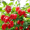 50 Hot RED HABANERO PEPPER Capsicum Chinense Vegetable Seeds