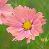 20 APRICOTTA COSMOS Bipinnatus Apricot & Rose Pink Bicolor Flower Seeds