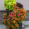 Mixed Colors Coleus Rainbow Mix Seeds – Shade Houseplant Solenostemon Flower – photo 20