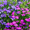 Magenta Pink Lobelia Seeds – Regatta Lobelia Erinus Flower – photo 2