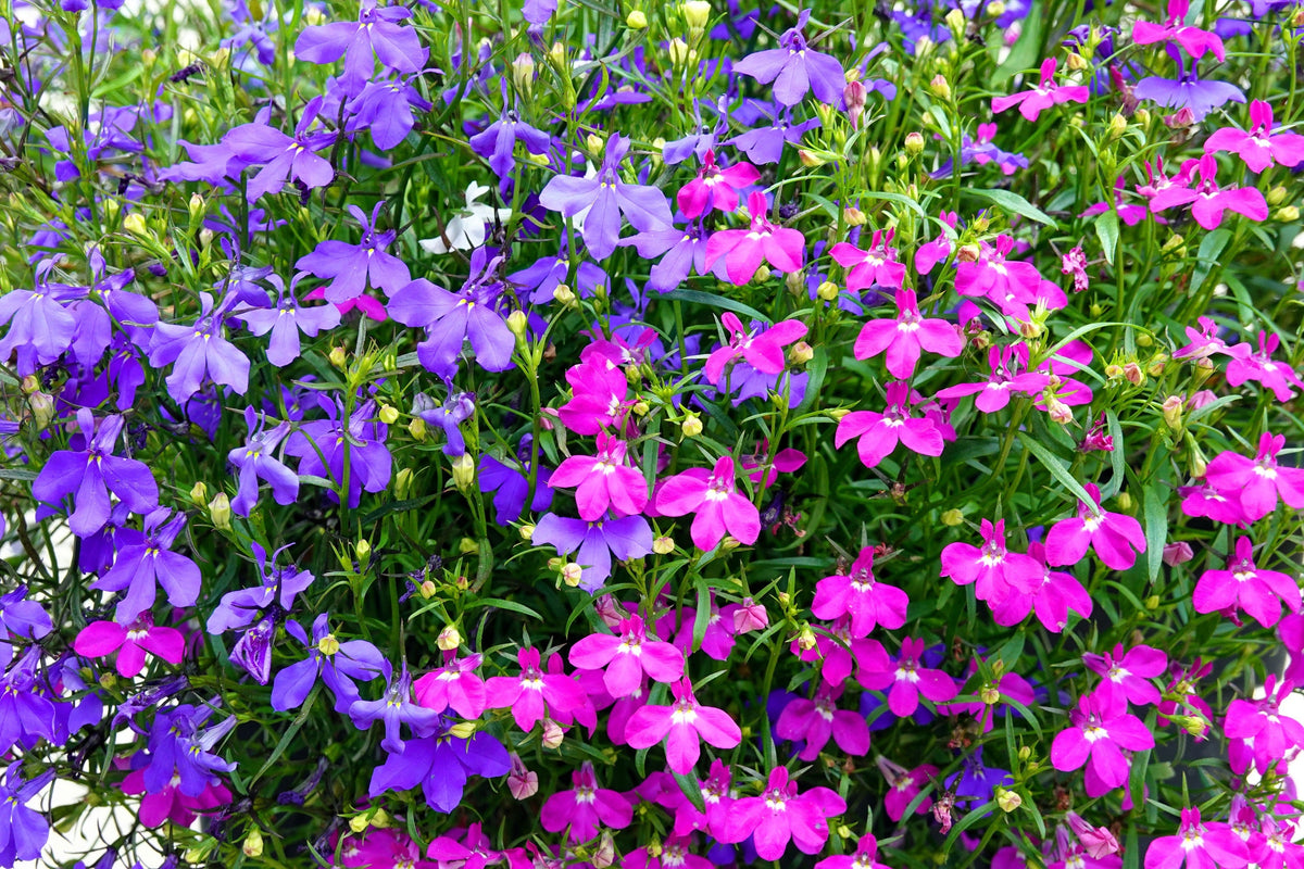 Magenta Pink Lobelia Seeds – Regatta Lobelia Erinus Flower – photo 2