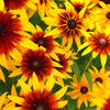 4000 Indian Summer GLORIOSA DAISY Rudbeckia Hirta Red Yellow Brown Flower Seeds