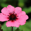 50 NEPAL CINQUEFOIL / POTENTILLA Nepalensis Pink Red Flower Seeds