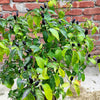 20 FILIUS BLUE PEPPER Capiscum Annuum Christmas Pepper Vegetable Seeds
