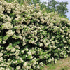 25 SCARLET FIRETHORN Pyracantha Coccinea Bush Shrub Flower Seeds