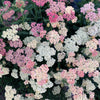 500 MIXED SUMMER YARROW Achillea Millefolium Red Pink White Gold Peach Herb Flower Seeds