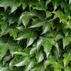 Boston Ivy Seeds – ( Bostonian Ivy / Wall Ivy ) Parthenocissus Tricuspidata Veitchii Vine Flower – photo 4