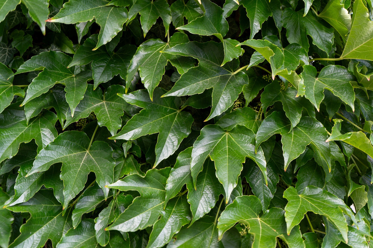 Boston Ivy Seeds – ( Bostonian Ivy / Wall Ivy ) Parthenocissus Tricuspidata Veitchii Vine Flower – photo 4